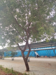 Azadirachta indica
