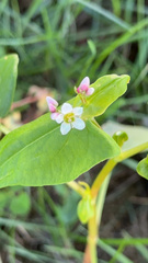 Fagopyrum esculentum