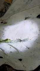 Cueta sauteri