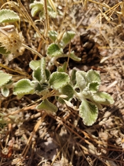 Marrubium supinum