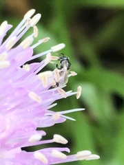 Dialictus