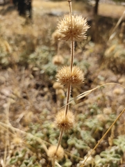 Marrubium supinum