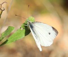 Pieris napi