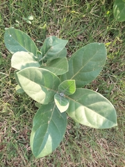 Calotropis