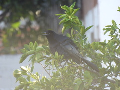 Quiscalus mexicanus