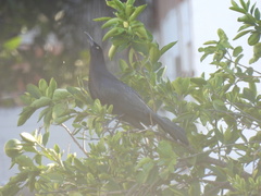Quiscalus mexicanus