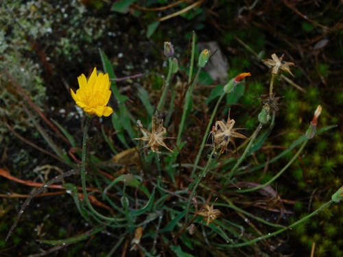 Image of Krigia montana by (c) Michael J. Papay, some rights reserved (CC BY)