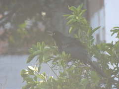 Quiscalus mexicanus