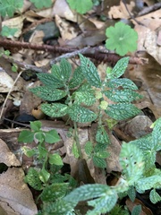 Elatostema parvum