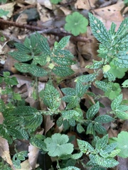 Elatostema parvum
