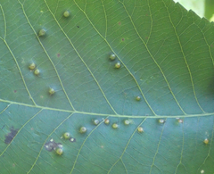 Caryomyia conoidea