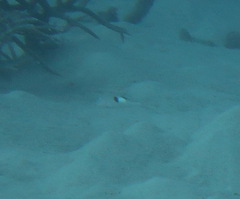 Parupeneus pleurostigma