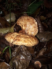 Paxillus cuprinus