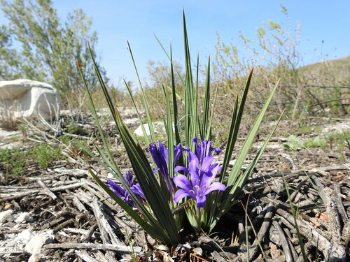 Babiana sambucina