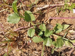 Hibiscus calyphyllus
