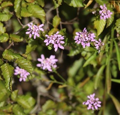 Iberis