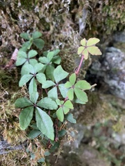 Tetrastigma obtectum