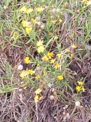 Acmella decumbens