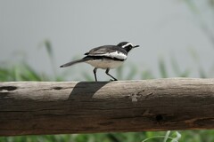 Motacilla aguimp