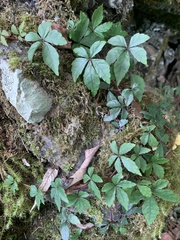 Tetrastigma obtectum