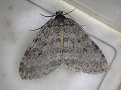 Epirrita dilutata
