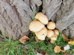 Pholiota squarrosa