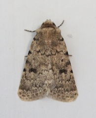 Caradrina