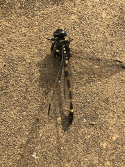 Ictinogomphus decoratus
