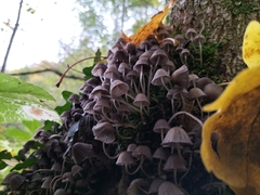Coprinellus disseminatus