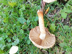 Pholiota squarrosa