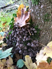 Coprinellus disseminatus