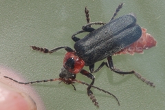Cantharis rustica