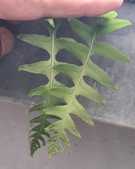 Polypodium cambricum