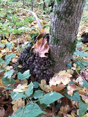 Coprinellus disseminatus