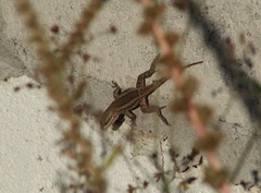 Sceloporus edbelli