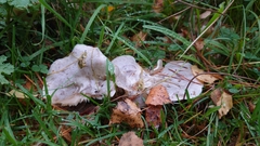 Clitocybe rivulosa