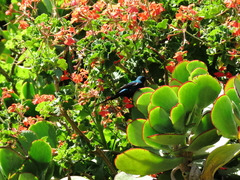 Nectarinia famosa famosa