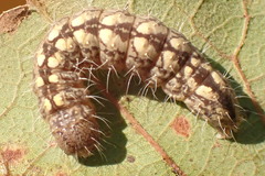 Acronicta increta