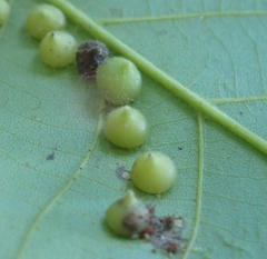Caryomyia conoidea