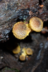 Armillaria gallica