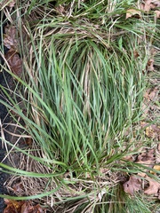 Carex pedunculata