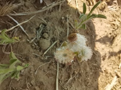 Helichrysum argyrosphaerum