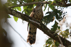 Hierococcyx sparverioides
