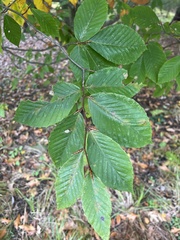 Fagus grandifolia