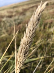Ammophila arenaria