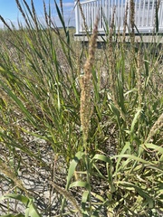 Panicum amarum