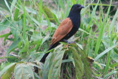 Centropus bengalensis