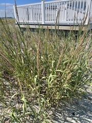 Panicum amarum