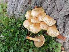 Pholiota squarrosa