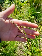 Chascolytrum subaristatum